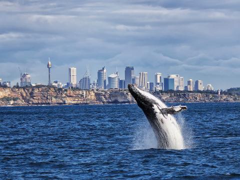 2.5 hr Sydney Adventure Whale Watching Experience (Premium)
